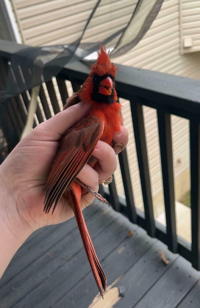 Cardinal Gets Unstuck from Screened-in Gazebo