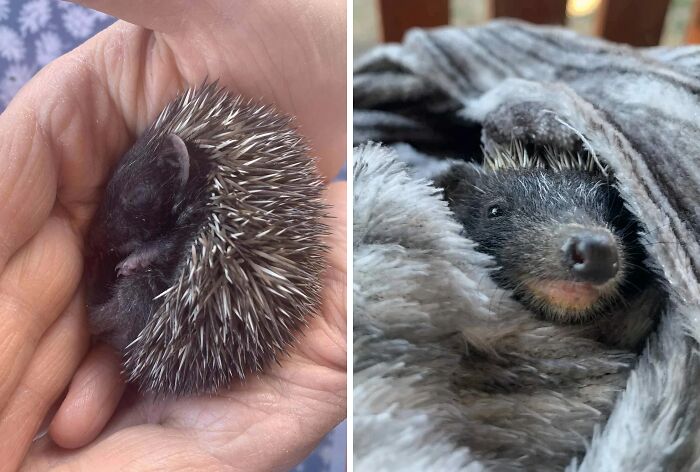 Rescued 2-Week-Old Hedgehog: Fingers Crossed for Wild Success