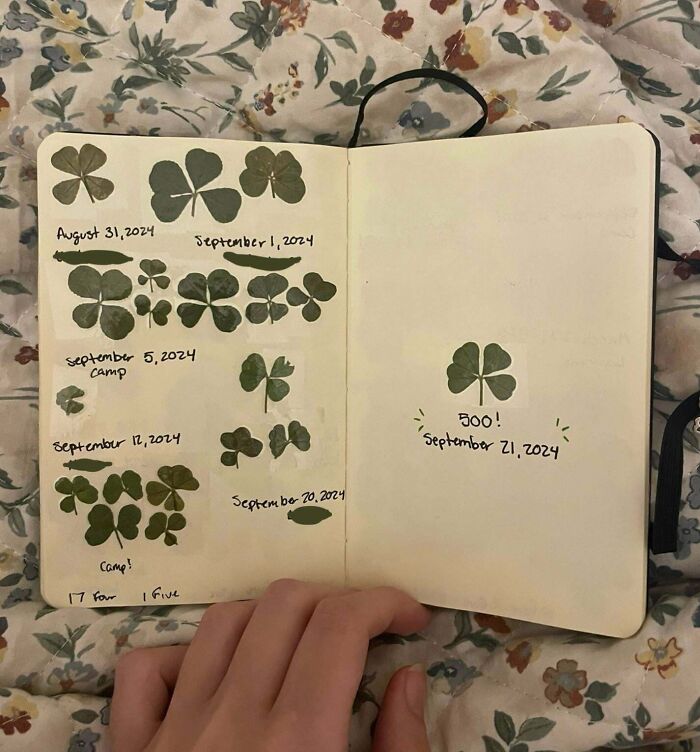 Four-Leaf Clover Hoarder With Luck On Their Side (605 and Counting!)