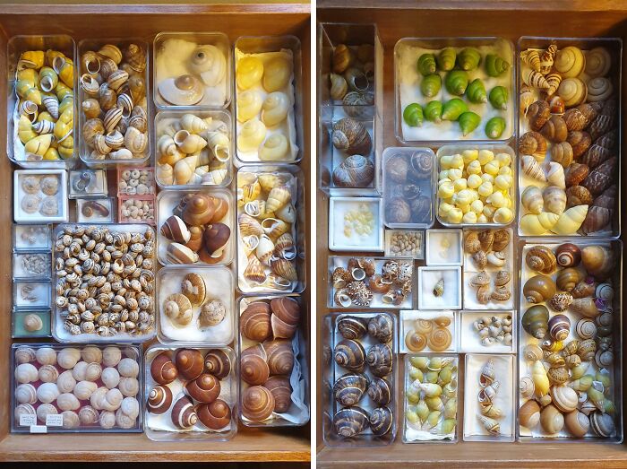 Snail Mail? Nah, It's All About Land Snail Collecting Here