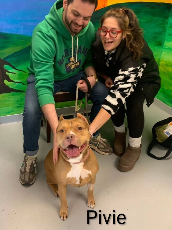 Dogs Pick Their Humans? This Shelter Made It Happen And It's Adorable (42 Pics + 1 Video)