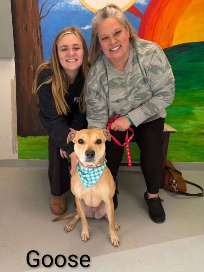 Dogs Pick Their Humans? This Shelter Made It Happen And It's Adorable (42 Pics + 1 Video)