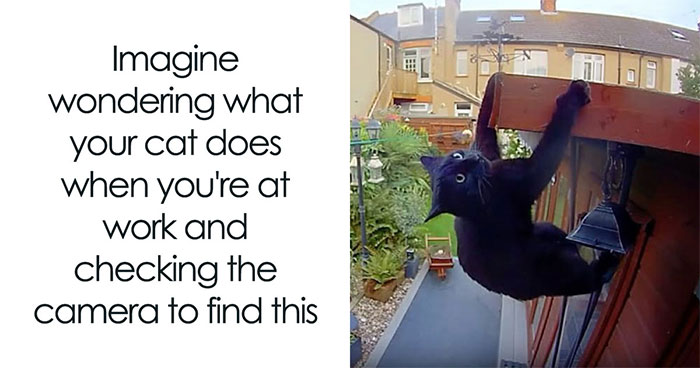 Let’s Dive Into 50 Animal Memes That Nailed It So Hard It’s Almost Unbelievable