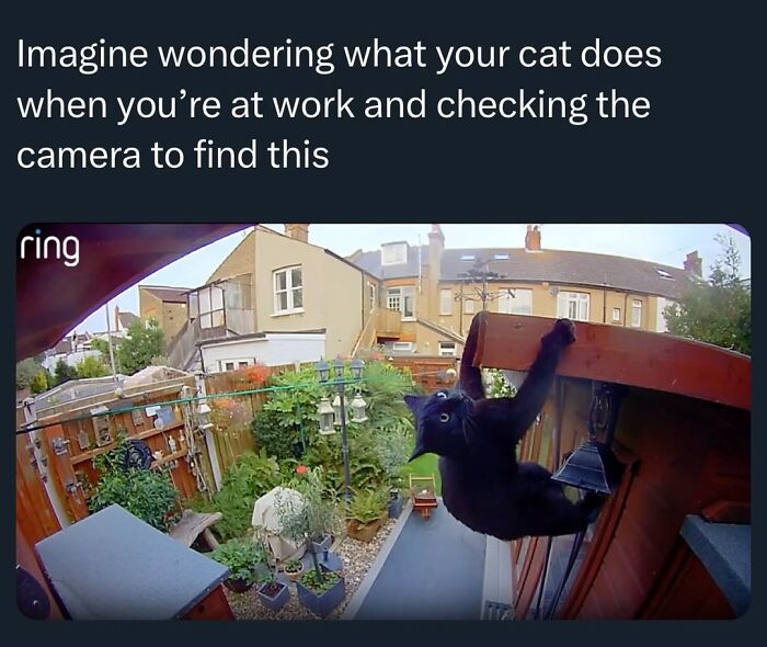 Let’s Dive Into 50 Animal Memes That Nailed It So Hard It’s Almost Unbelievable