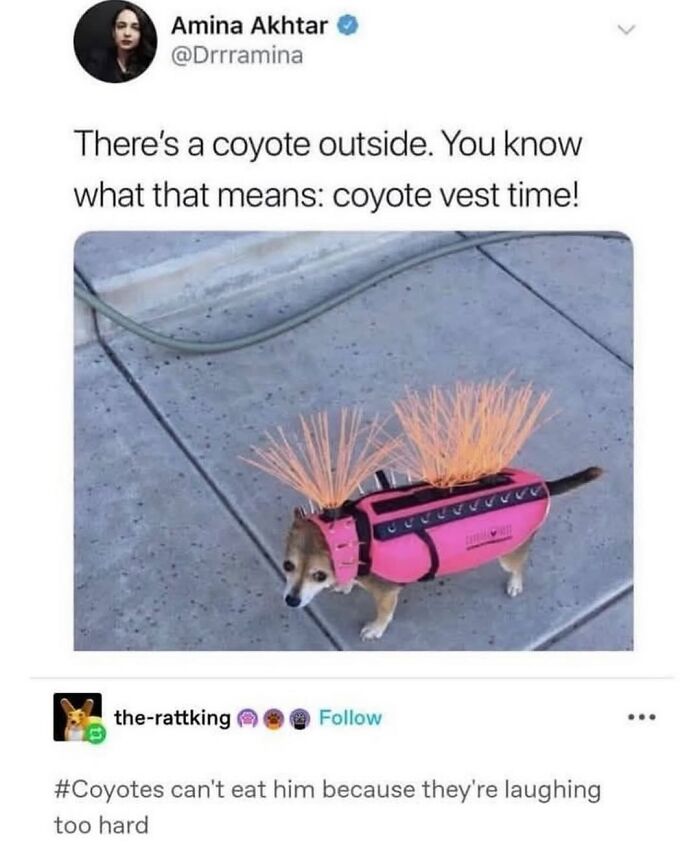 Let’s Dive Into 50 Animal Memes That Nailed It So Hard It’s Almost Unbelievable