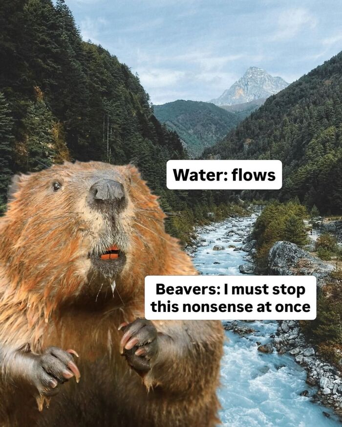 Let’s Dive Into 50 Animal Memes That Nailed It So Hard It’s Almost Unbelievable