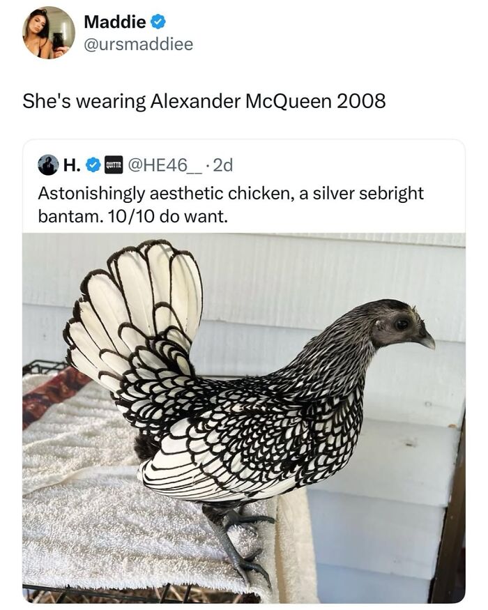 Let’s Dive Into 50 Animal Memes That Nailed It So Hard It’s Almost Unbelievable