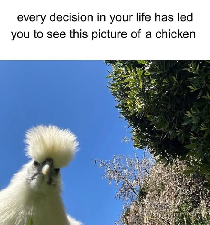 Let’s Dive Into 50 Animal Memes That Nailed It So Hard It’s Almost Unbelievable