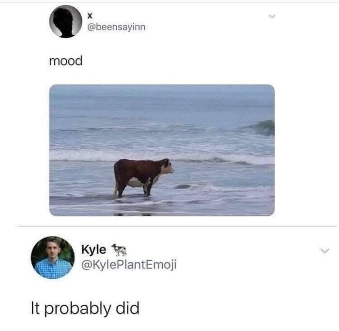 Let’s Dive Into 50 Animal Memes That Nailed It So Hard It’s Almost Unbelievable