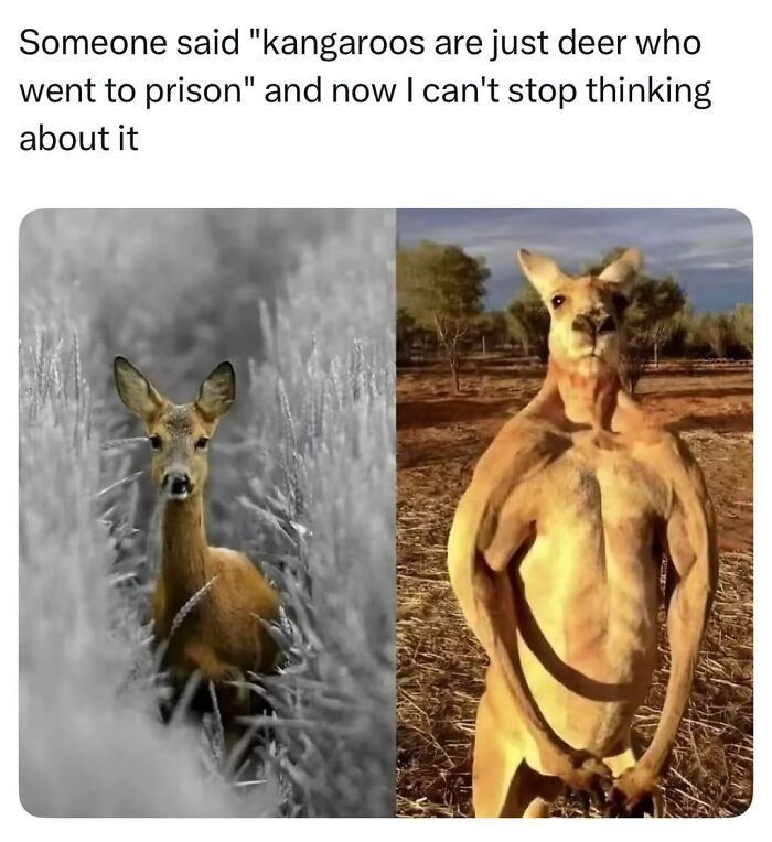 Let’s Dive Into 50 Animal Memes That Nailed It So Hard It’s Almost Unbelievable