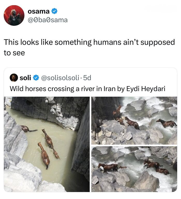 Let’s Dive Into 50 Animal Memes That Nailed It So Hard It’s Almost Unbelievable