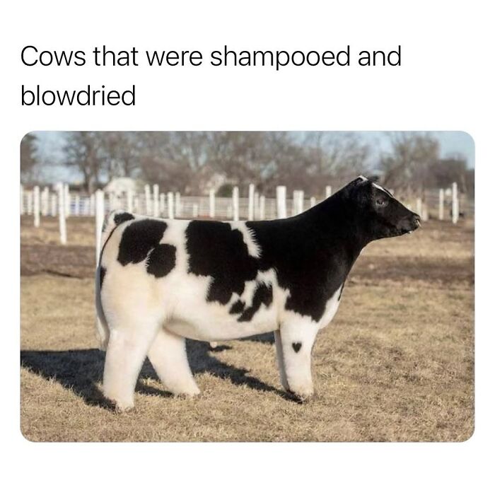 Let’s Dive Into 50 Animal Memes That Nailed It So Hard It’s Almost Unbelievable