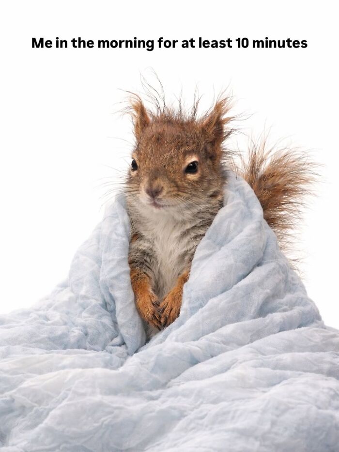 Let’s Dive Into 50 Animal Memes That Nailed It So Hard It’s Almost Unbelievable