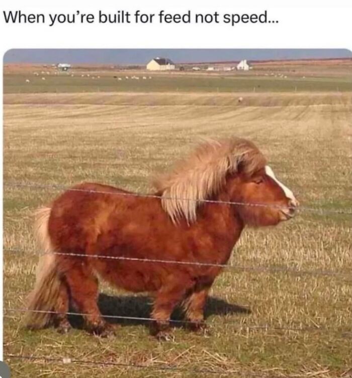 Let’s Dive Into 50 Animal Memes That Nailed It So Hard It’s Almost Unbelievable