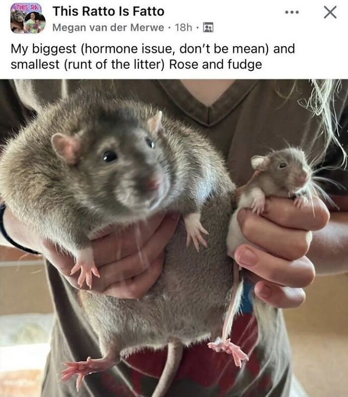 Let’s Dive Into 50 Animal Memes That Nailed It So Hard It’s Almost Unbelievable