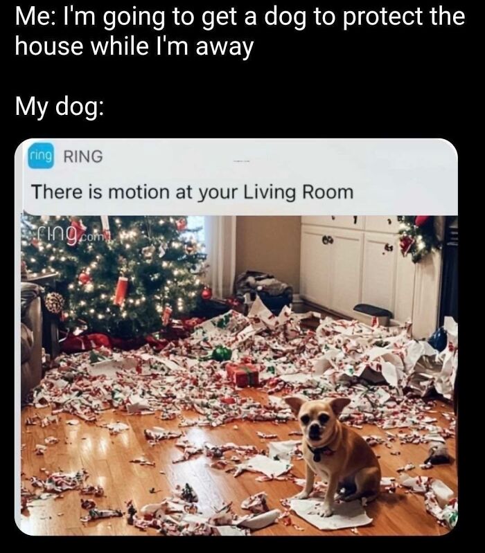 Let’s Dive Into 50 Animal Memes That Nailed It So Hard It’s Almost Unbelievable