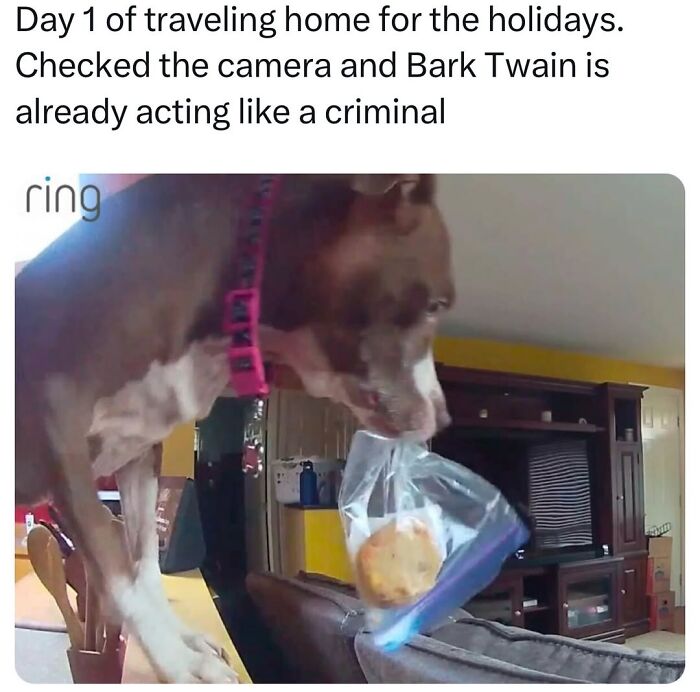 Let’s Dive Into 50 Animal Memes That Nailed It So Hard It’s Almost Unbelievable