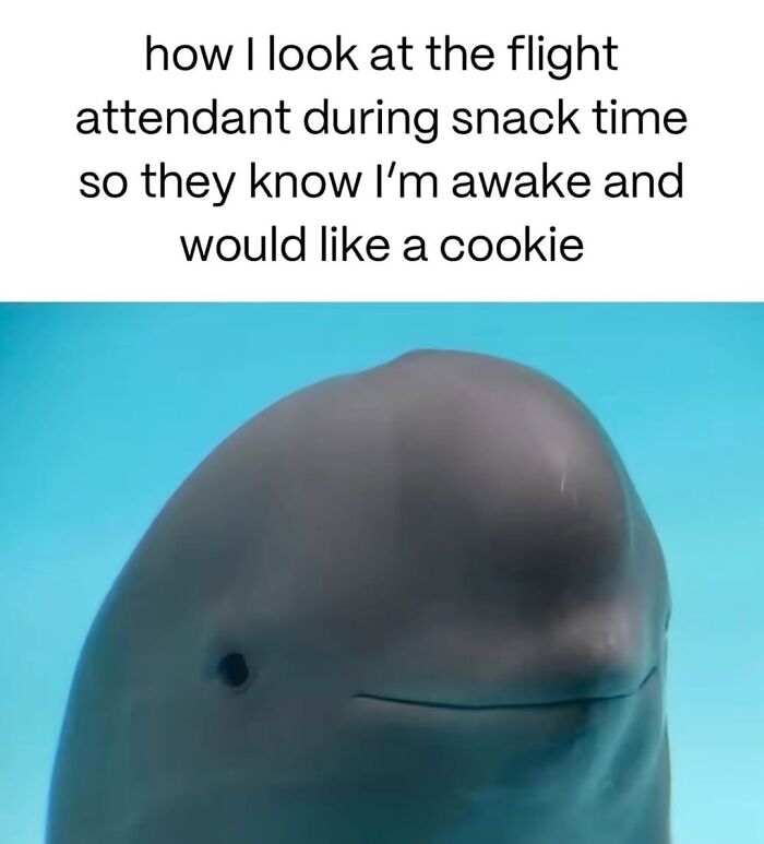 Let’s Dive Into 50 Animal Memes That Nailed It So Hard It’s Almost Unbelievable