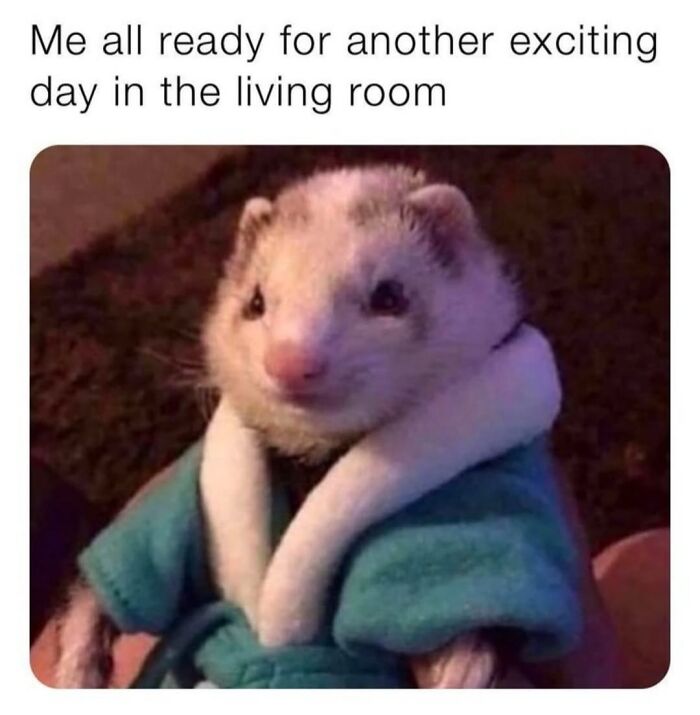 Let’s Dive Into 50 Animal Memes That Nailed It So Hard It’s Almost Unbelievable