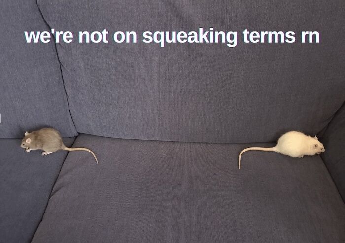 Let’s Dive Into 50 Animal Memes That Nailed It So Hard It’s Almost Unbelievable