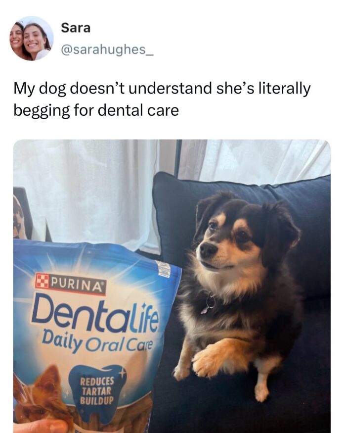 Let’s Dive Into 50 Animal Memes That Nailed It So Hard It’s Almost Unbelievable