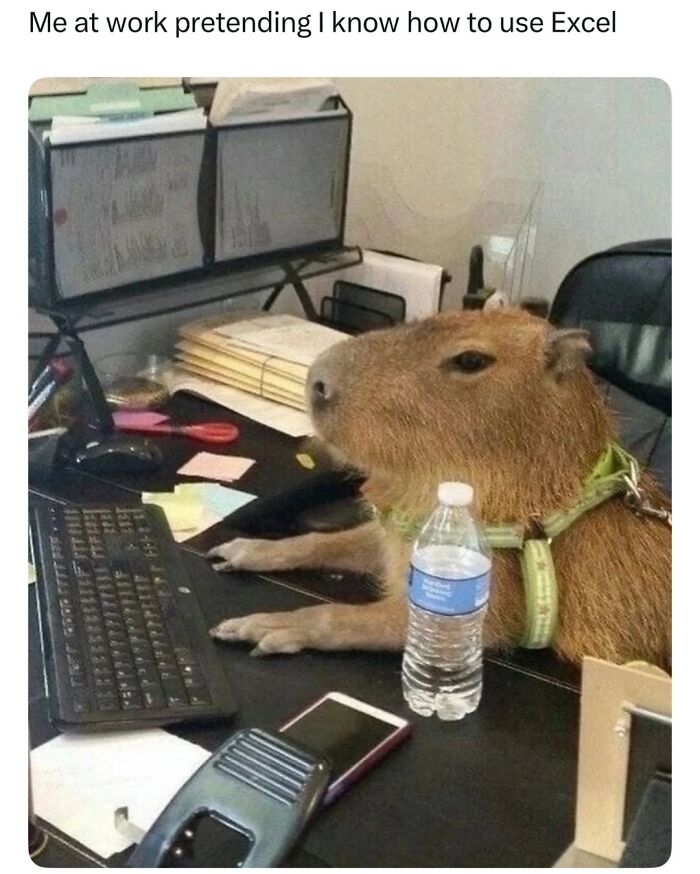 Let’s Dive Into 50 Animal Memes That Nailed It So Hard It’s Almost Unbelievable