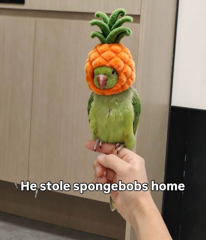 Let’s Dive Into 50 Animal Memes That Nailed It So Hard It’s Almost Unbelievable