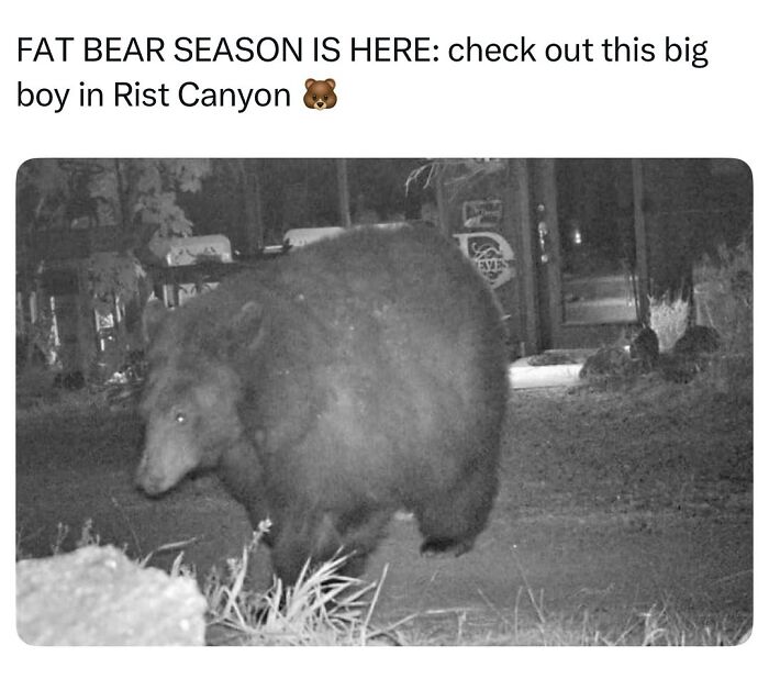 Let’s Dive Into 50 Animal Memes That Nailed It So Hard It’s Almost Unbelievable