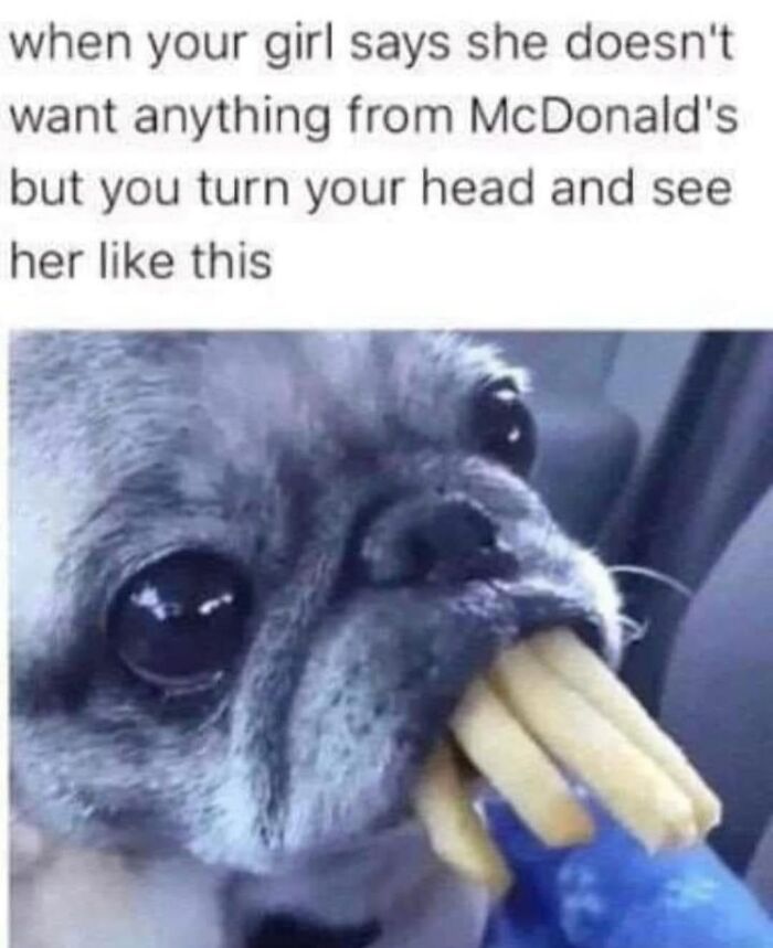 Let’s Dive Into 50 Animal Memes That Nailed It So Hard It’s Almost Unbelievable