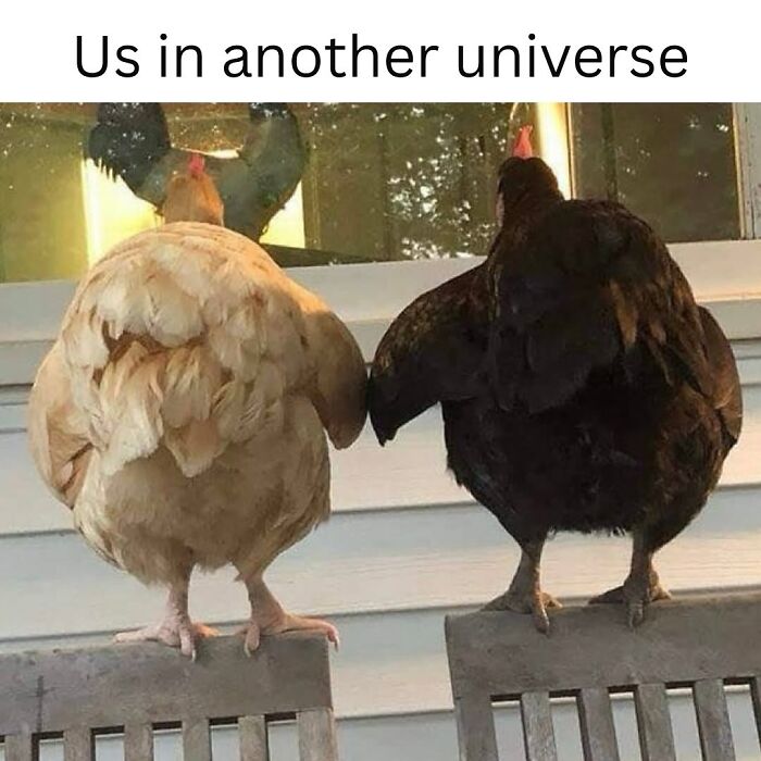 Let’s Dive Into 50 Animal Memes That Nailed It So Hard It’s Almost Unbelievable