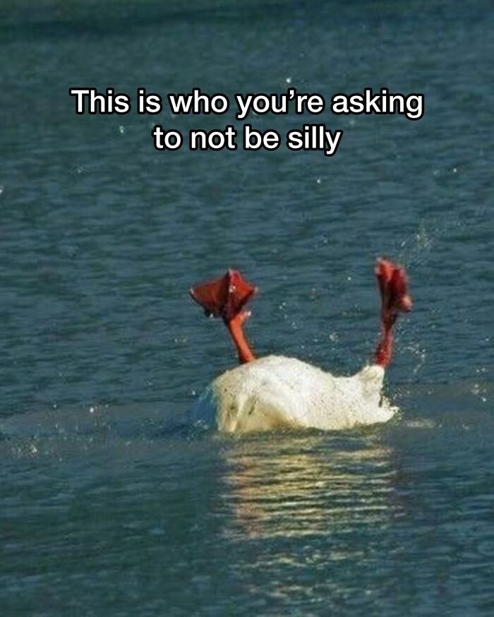 Let’s Dive Into 50 Animal Memes That Nailed It So Hard It’s Almost Unbelievable