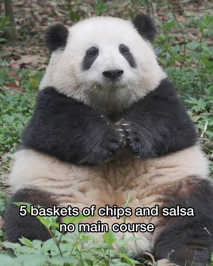 Let’s Dive Into 50 Animal Memes That Nailed It So Hard It’s Almost Unbelievable