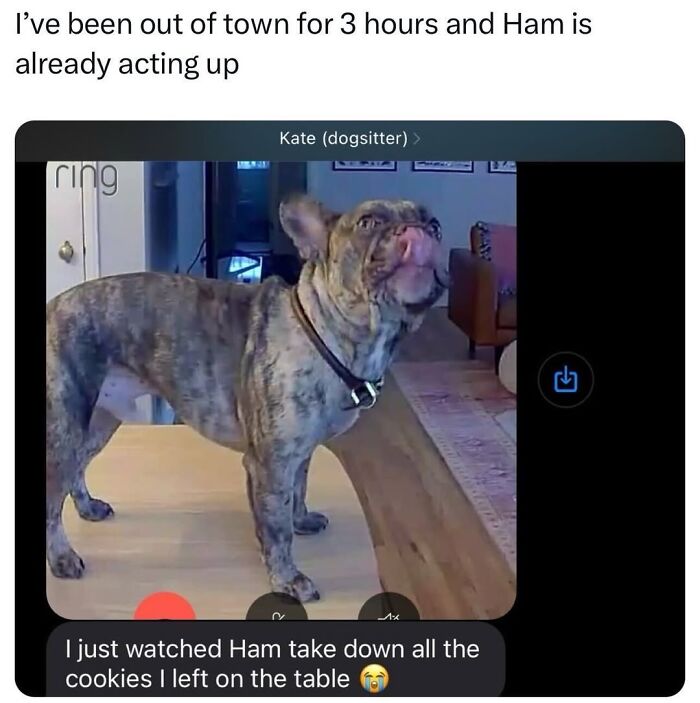 Let’s Dive Into 50 Animal Memes That Nailed It So Hard It’s Almost Unbelievable