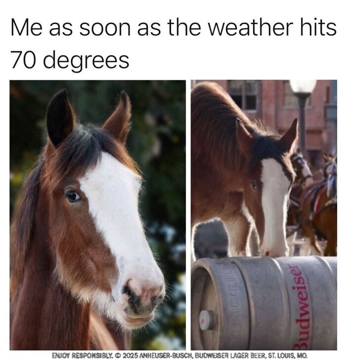 Let’s Dive Into 50 Animal Memes That Nailed It So Hard It’s Almost Unbelievable