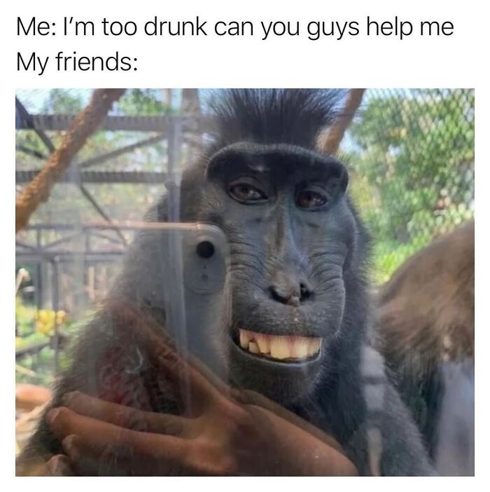 Let’s Dive Into 50 Animal Memes That Nailed It So Hard It’s Almost Unbelievable