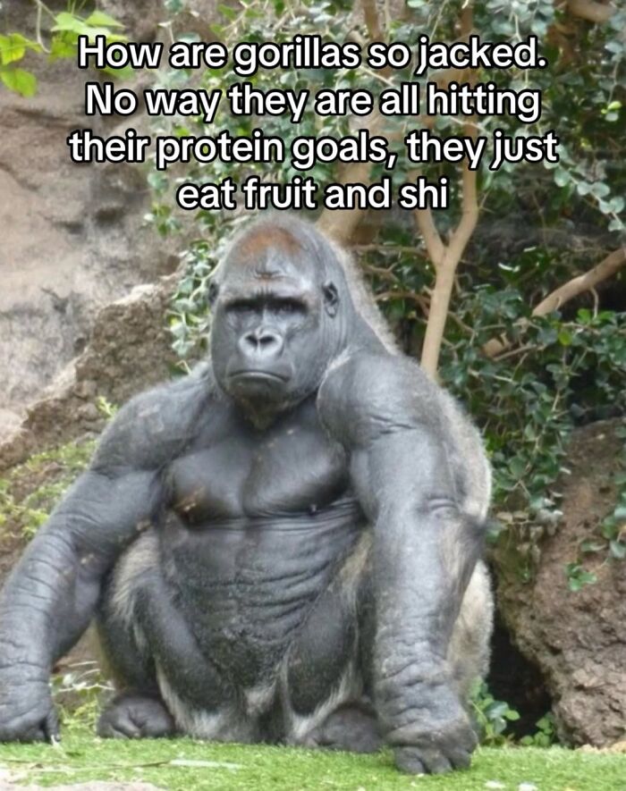 Let’s Dive Into 50 Animal Memes That Nailed It So Hard It’s Almost Unbelievable