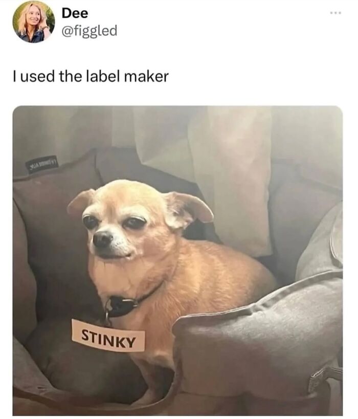 Let’s Dive Into 50 Animal Memes That Nailed It So Hard It’s Almost Unbelievable