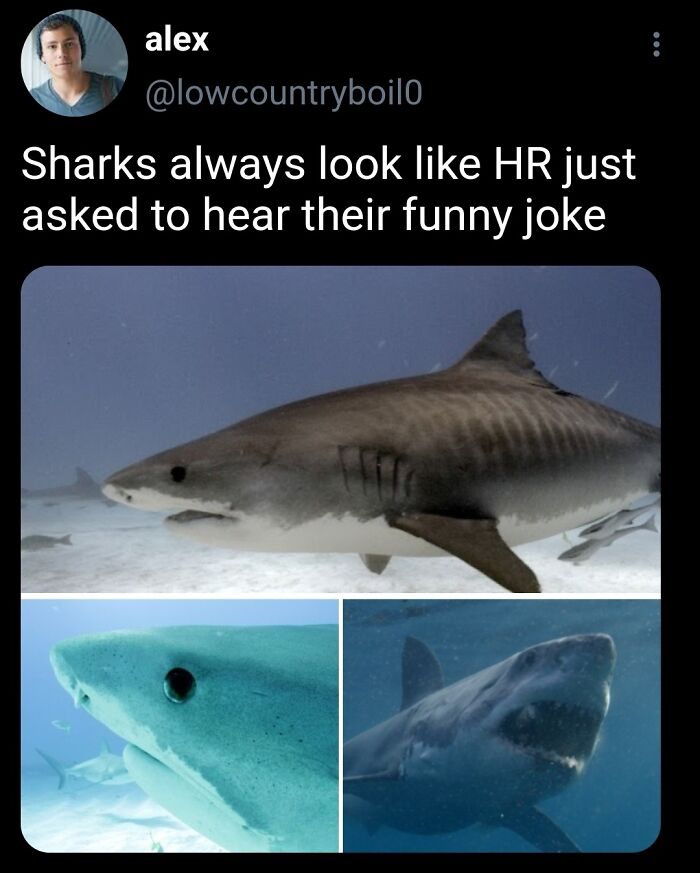 Let’s Dive Into 50 Animal Memes That Nailed It So Hard It’s Almost Unbelievable