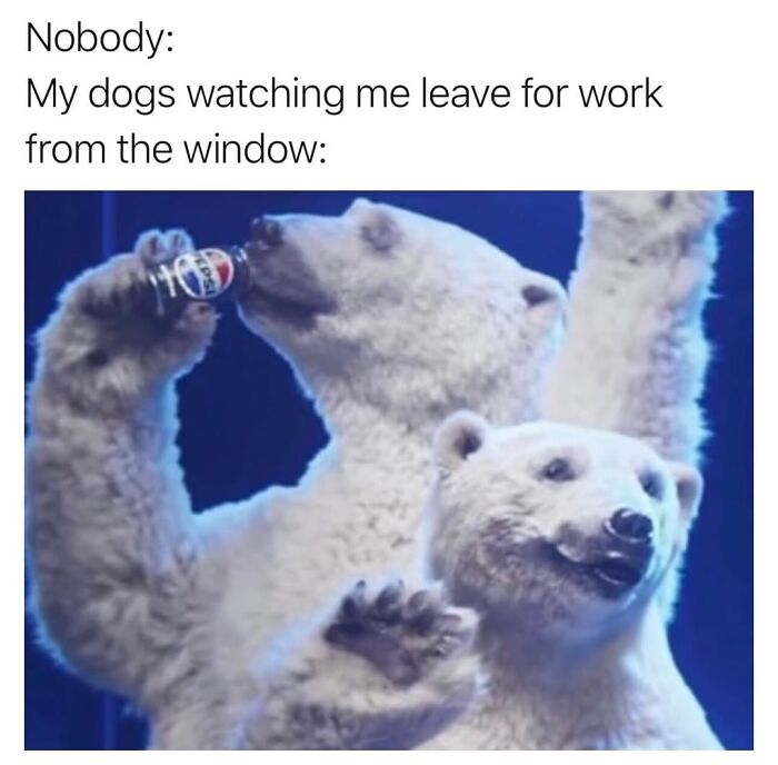 Let’s Dive Into 50 Animal Memes That Nailed It So Hard It’s Almost Unbelievable