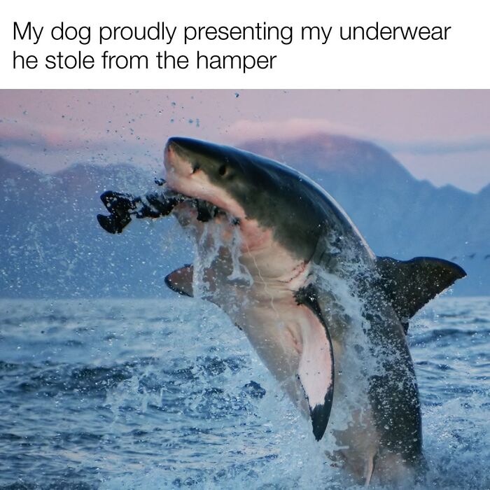 Let’s Dive Into 50 Animal Memes That Nailed It So Hard It’s Almost Unbelievable