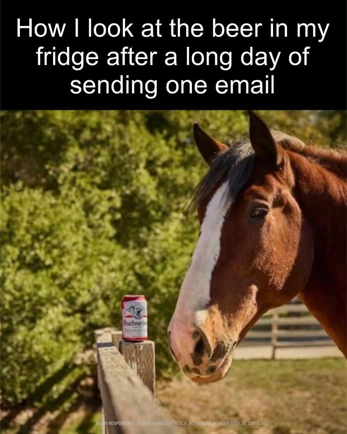 Let’s Dive Into 50 Animal Memes That Nailed It So Hard It’s Almost Unbelievable