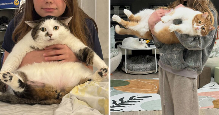 These Cats Got a Bounce Back From Chunk to Chunky Champ — Meet the Big House Cats!