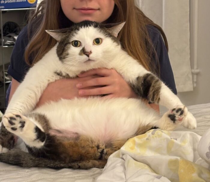 These Cats Got a Bounce Back From Chunk to Chunky Champ — Meet the Big House Cats!