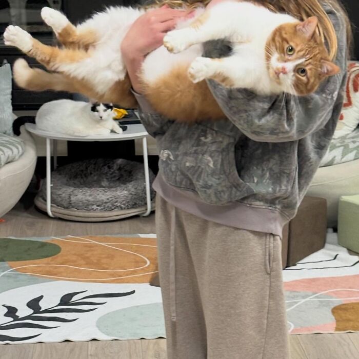 These Cats Got a Bounce Back From Chunk to Chunky Champ — Meet the Big House Cats!