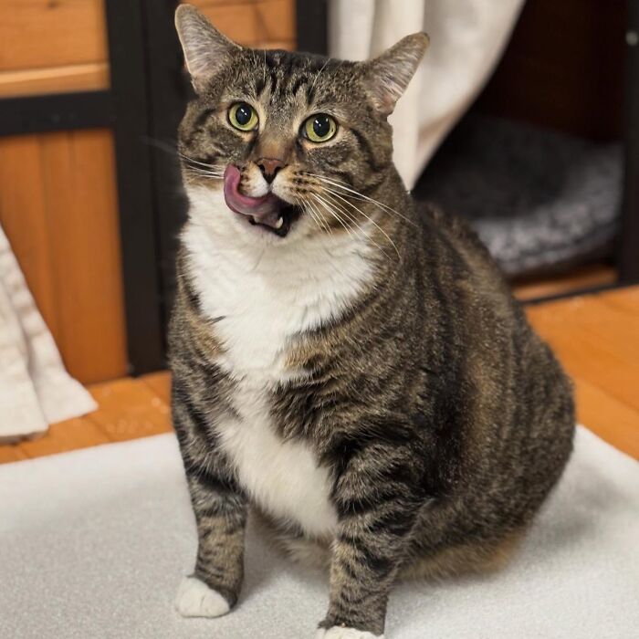 These Cats Got a Bounce Back From Chunk to Chunky Champ — Meet the Big House Cats!