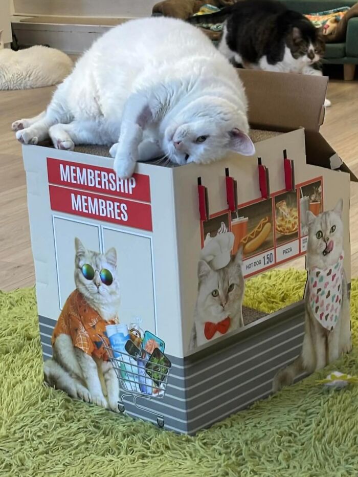 These Cats Got a Bounce Back From Chunk to Chunky Champ — Meet the Big House Cats!