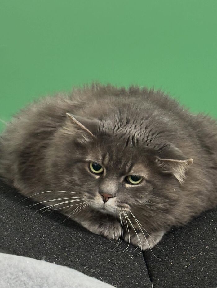 These Cats Got a Bounce Back From Chunk to Chunky Champ — Meet the Big House Cats!