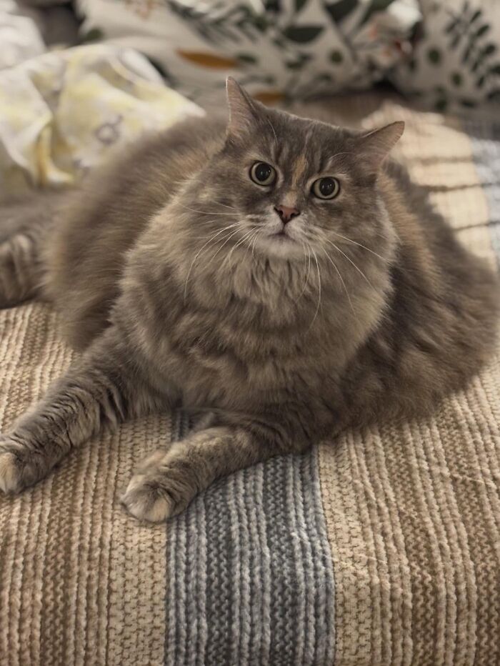 These Cats Got a Bounce Back From Chunk to Chunky Champ — Meet the Big House Cats!