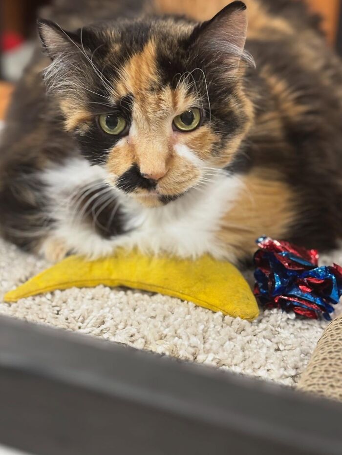 These Cats Got a Bounce Back From Chunk to Chunky Champ — Meet the Big House Cats!