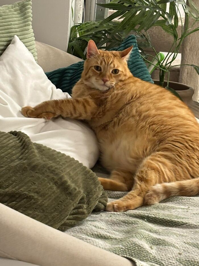 These Cats Got a Bounce Back From Chunk to Chunky Champ — Meet the Big House Cats!